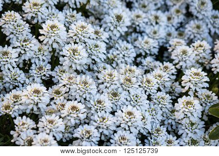 A lot of Iberis sempervirens Snowflake flowers as a backgroung