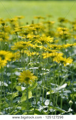 Yellow daisies, Leopards Bane flower Doronicum blooming in spring.
