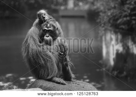 Young orangutan is sleeping on its mother.