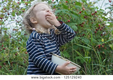Blonde little girl with screwed up eyes and pigtails is putting red garden raspberries in mouth