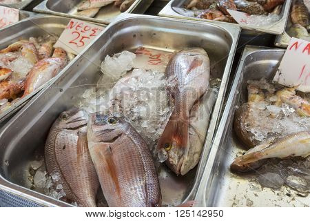 Fresh fish in the fish market - Greece