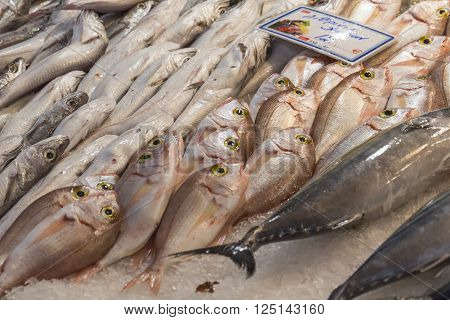 Fresh Fish In The Fish Market - Greece
