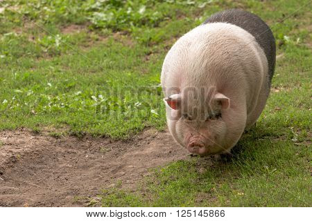 Fat huge pig is pasturing in a farm
