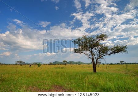 Scenic African savannah landscape with drammatic sky