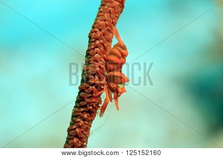 Close-up of a Red Whip Coral Shrimp (Dasycaris Zanzibarica) on a Whip Coral. Dampier Strait Raja Ampat Indonesia
** Note: Soft Focus at 100%, best at smaller sizes