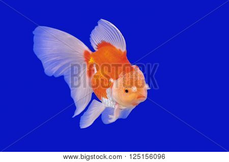 beautiful ranchu or lion head goldfish in fish tank