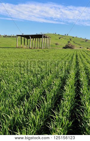 A farmers crops growing under the Australian sun
** Note: Soft Focus at 100%, best at smaller sizes
