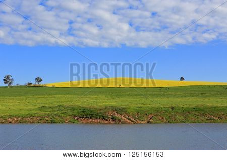 A planted hill of canola l in full bloom of vibrant yellows and in the foreground a lake and grazing field of cattle. The cattle give the hill dimension and scale.
** Note: Visible grain at 100%, best at smaller sizes