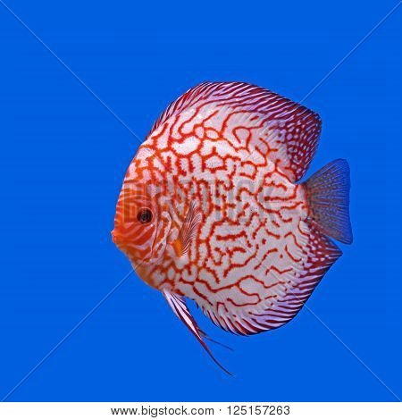 pompadour or symphysodon fish in the aquarium