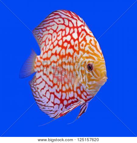 pompadour or symphysodon fish in the aquarium