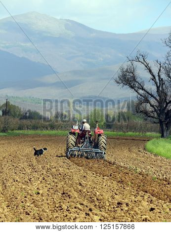 barking dog and  man in tractor plowing field in spring