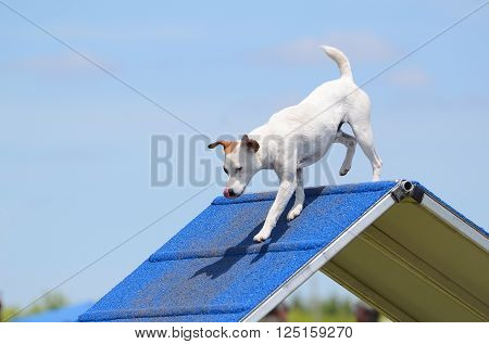 Jack Russell Terrier Climbing an A-frame at Dog Agility Trial
