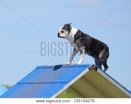 Boston Terrier Climbing an A-frame at Dog Agility Trial