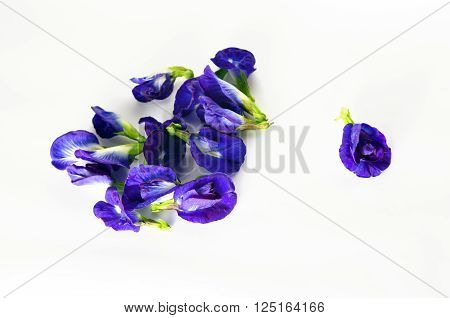 Butterfly Pea Or Blue Pea Flowers Isolated On White Background