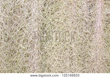 Spanish Moss or Tillandsia usneoides plant for background.
