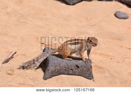 Barbary Ground Squirrel Atlantoxerus Getulus on the Spanish Island Fuerteventura