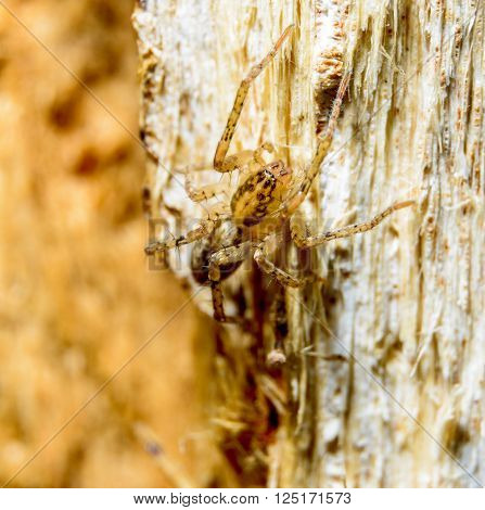 Brown spider on dry tree macro photography