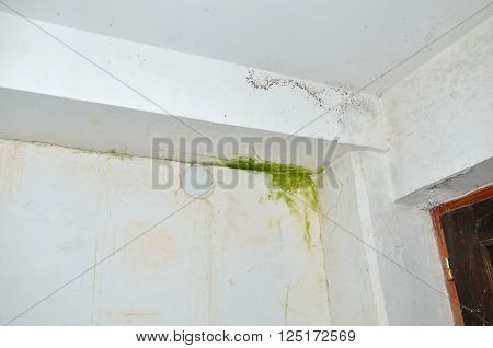Green and gray mold in corner of white ceiling and wall
** Note: Soft Focus at 100%, best at smaller sizes