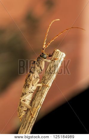 Longhorn beetle resting on the wooden handle at night