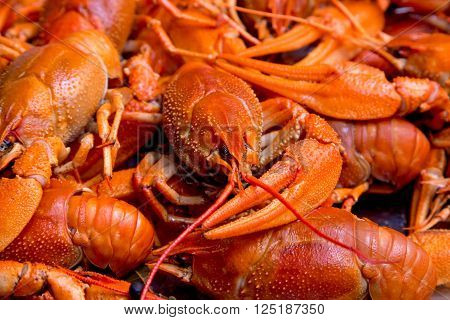 closeup boiled craw fish for background uses