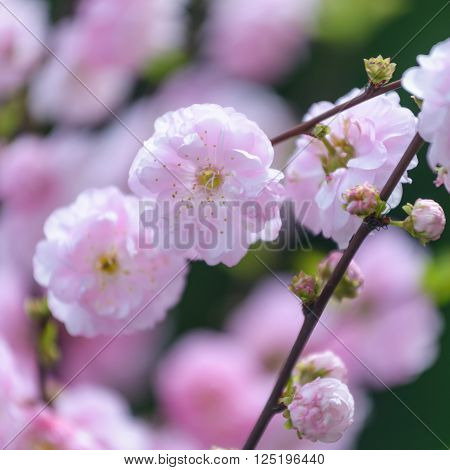 Close up pf branch with beautiful pink flowers . Amygdalus triloba.
