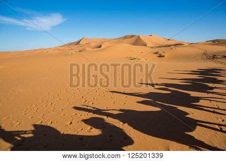 Camal caravan on a Nomad trip through sand desert