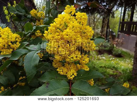 Holly leaf sprig with flower clusters. Ilex aquifolium shrub in a garden