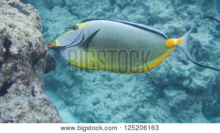 Snorkeling in Hawaii at Hanauma Bay, Oahu near Honolulu.
** Note: Visible grain at 100%, best at smaller sizes