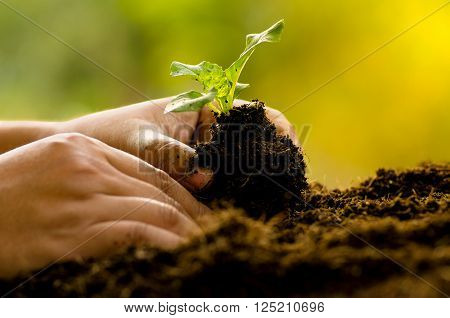 Farmer planting sapling into soil over sunlight in morning time