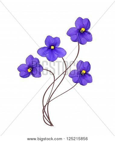 Bouquet of colorful flowers of violets. delicate flowers isolated on white background