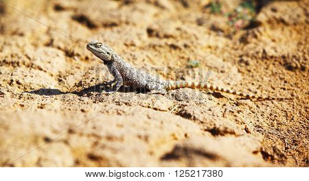 Trapelus sanguinolentus, lizard in Kazakhstan steppe, close up
** Note: Visible grain at 100%, best at smaller sizes