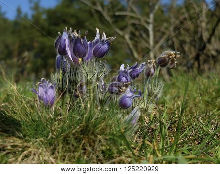 the greater pasque flower in natural habitat sunny day on spring 2016 Kamenny vrch Brno Czech republic
