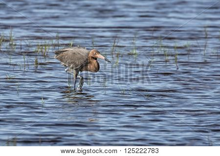 A reddish egret stalks fish while wading in a shallow pond of a Florida wildlife refuge.