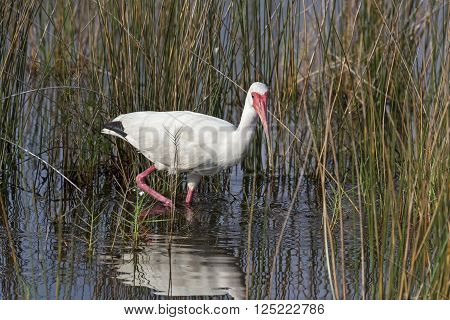 A wading American white ibis looks at the camera while wading in a Florida wetland.
