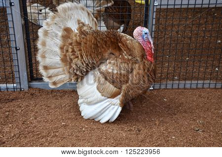 Bronze and white feathered domestic turkey with erect tail feathers roaming cage free in profile with a blue face and bright red wattle.
** Note: Soft Focus at 100%, best at smaller sizes