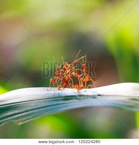 red ant teamwork in green nature or in the garden