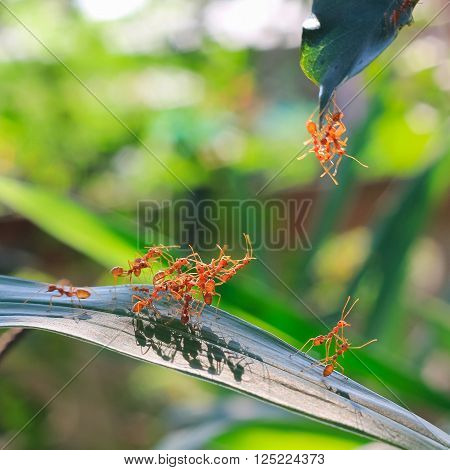 red ant teamwork in green nature or in the garden