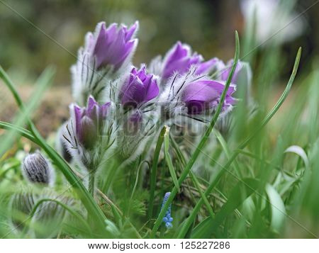 the greater pasque flower in natural habitat sunny day on spring 2016 Botanic garden Brno Czech republic