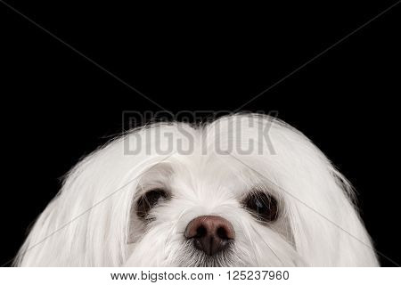 Closeup Nosey White Maltese Dog Looking in Camera isolated on Black background