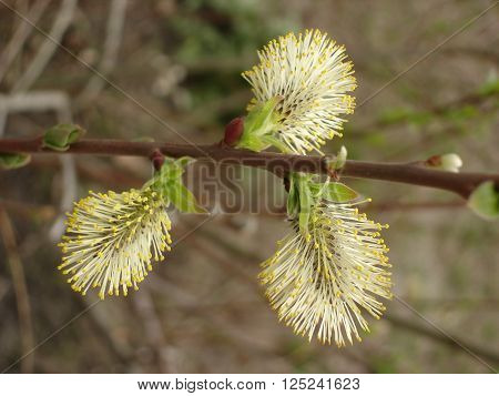 Male catkin of willow, flowering catkin of sallow