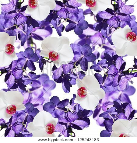 Floral background. Beautiful purple orchid Vanda. Background