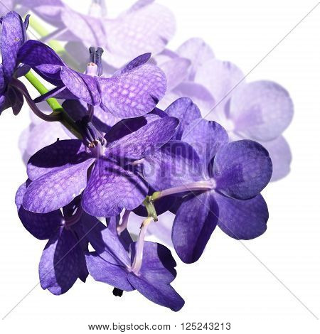 Floral background. Beautiful purple orchid Vanda. Background