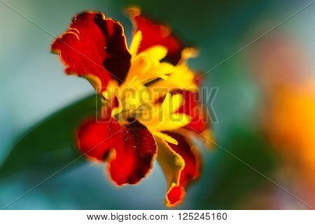 blurred blossom bright beautiful red yellow flower