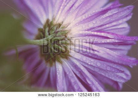 large wet with droplets purple flower from below
** Note: Soft Focus at 100%, best at smaller sizes
