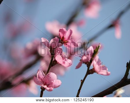 Close up of a peach tree, natural background in spring time
