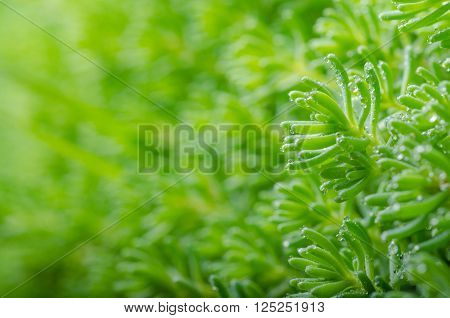 succulent moss close up in a summer city park.