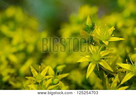 floral background with abstract yellow flower moss