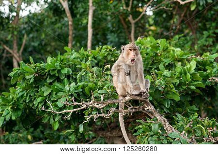 Monkey waiting for and looking for chance to stolen food in an island of andaman sea thailand. Lipe island.