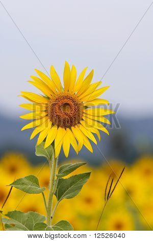tournesol