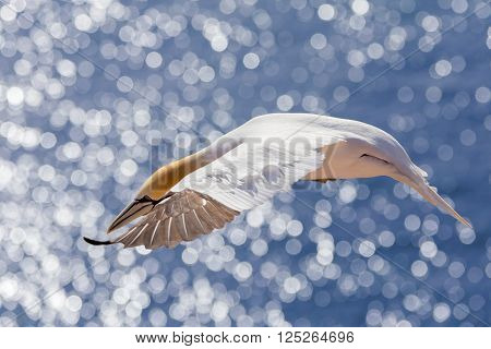 Flying Northern Gannet, Helgoland Germany